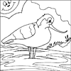 Avocet Colouring