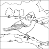 Blue Tit Colouring