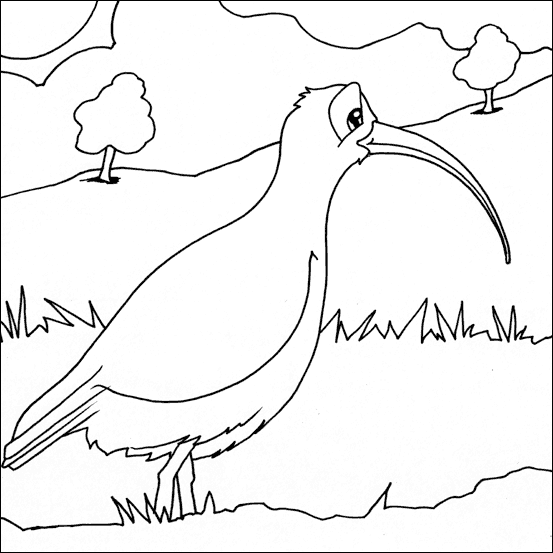 Curlew Colouring Curlew Colouring