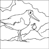 Oyster Catcher Colouring