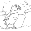 Puffin Colouring