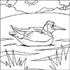 Water Bird Colouring