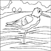Plover Colouring