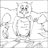 Wise Owl Colouring