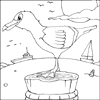 Seagull Colouring