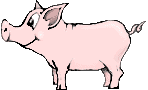 pig